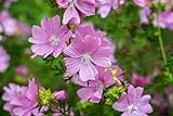 1000 Samen Rosa Moschus Malve Malva Moschata Wildblume Garten Duft Blumen Biene