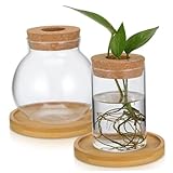 Abaodam 2 Stück Holzvase Desktop-pflanzvase Hydrokultur Pflanzer Pflanzenvermehrungsgläser Pflanzenvermehrungshalter Ausbreitungsstationen Hydrokultur-töpfe Glas Transparent