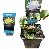 Nymphaea Seerose – Winterharte Teichpflanze für Terrassenteiche, Fässer & Gartenteiche (Gelb)