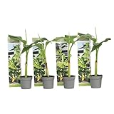 Plant in a Box - Musa Basjoo - Höhe 25-40cm - 4er Set - Bananenpflanze Winterhart - Bananenbaum - Exotische pflanzen - Topf 9cm