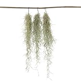 Plant in a Box - Tillandsia Usneoides - 3er Set - Spanisches Moos - Tillandsien - Zimmerpflanzen - Luftpflanzen - Höhe 25-40cm