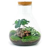 Flaschengarten • Sam Coffea • Pflanzen im Glas mit Licht • ↑ 30 cm - DIY - Terrarium Komplett Set - Pflanzenterrarium - urbanjngl | Terrarium kit