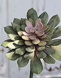 artplants.de Plastik Echeveria gibbiflora FULVIAN, Steckstab, grün-rosa, 20cm, Ø14cm - Echeveria künstlich
