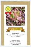 Kopfsalat - Wunder der vier Jahreszeiten - sehr zart - samenfeste Sorte - 500 Samen