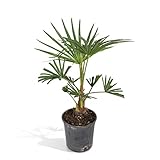 Chinesische Hanfpalme (Trachycarpus Fortunei) - Höhe: 45 cm - Baum von Botanicly