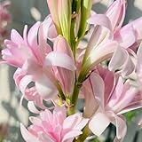 tuberose zwiebeln balkonpflanzen exotische pflanzen winterhart blumen balkon blumenzwiebel zimmerpflanzen bodendecker blumenzwiebeln kaufen 2pcs