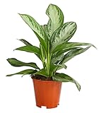 Dehner Kolbenfaden Silver Bay, Aglaonema commutatum, silbrig-grünes Blattwerk, 50-60 cm inkl. Pflanztopf, Ø Topf 17 cm, Zimmerpflanze