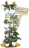 OLIDAN ® - Pflanzenständer - Blumenregal Indoor mit Bambuslabels - Blumenständer - Ablage für 7 Pflanzen für ein besseres Raumklima - Pflanzenregal indoor