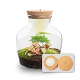 urbanjngl.com - Little Joe - Flaschengarten mit Licht - DIY Terrarium mit Pflanzen im Glas - Ø 20 cm ↑ 22 cm Asparagus & Fittonia Ruby Lime
