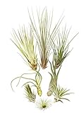 Tillandsien 8er-Mix, Tillandsia Bromeliengewächs