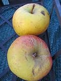 Malus Auralia syn. Tumanga - Winterapfel Auralia - Apfelbaum