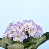 10 pcs wilde veilchen samen - bonsai topf praktische geschenke wiesenblumen samen blumensamen usambaraveilchen,Matthiola incana,Violette pflanzensamen winterfeste pflanzen für garten