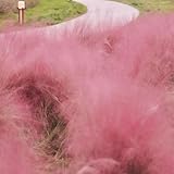 muhlenbergia capillaris, ziergräser topfpflanzen draußen winterhart hochbeet garten herbst deko ziergras terrassenpflanzen 1000samen