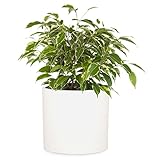 Fox & Fern Übertopf Groß – UV- & Frostbeständig, Pflanzentopf für Innen & Außen, Faserstein Übertöpfe mit Stopfen für Zimmerpflanzen