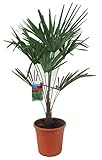 Chinesische Hanfpalme 80-100 cm – Trachycarpus fortunei, Winterhart, Robuste Zimmerpflanze für Garten & Terrasse, Pflegeleicht und Exotischer Blickfang