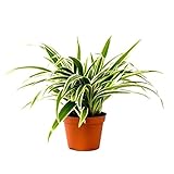 Grünlilie Chlorophytum Laxum 30 cm Luftreinigend Zimmerpflanze