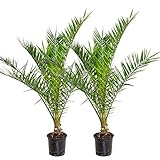 2x Phoenix Canariensis - Kanarische Dattelpalme - Palme -...