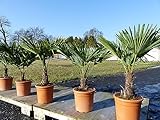 Hanfpalme 'M' Palme Trachycarpus fortunei winterhart, Premiumqualität