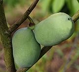 Veredelte Indianerbanane (Paw Paw) `Susquehanna®´, Asimina triloba, 80-120cm, mit Topf