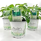 Stevia - Süßkraut - Stevia Rebaudiana 3 Pflanzen
