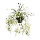 Chlorophytum Comosum Variegatum - Ø14cm - 55cm
