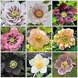 100 Pcs Christrosen Pflanzen Winterhart Samen, Christrose Samen, Luftreinigende Zimmerpflanzen, Bio Saatgut, Helleborus Thibetanus, Bienenweide Saatgut Mehrjährig, Geschenke Für Gartenfreunde