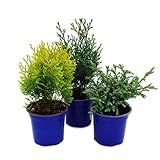 Zwerg-Koniferen-Set mit 3 Pflanzen - kleine Nadelgehölze für Beet und Balkon - im 10,5cm Topf