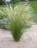 3 x Stipa tenuissima 'Pony Tails' 1 Liter (Ziergras/Gräser/Stauden/winterhart) Federgras - Engelshaargras