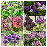 allium zwiebeln kaufen - dekopflanzen allium giganteum zierlauch zwiebeln stauden balkon pflanze frühlingsblumen exotische pflanzen winterhart winterharte pflanzen für garten 12pcs