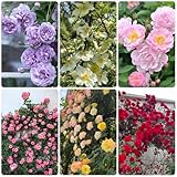 kletterrosen samen - schattenpflanzen, schnellwachsende sträucher kletterrosen winterhart - kletterrosensamen - zierblumen blumendeko, hecken sträucher schnittblumen 130pcs