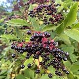 50 pcs holunder pflanze samen, bonsai baum echt, pflanze echt (Sambucus nigra) pflanzen balkon, garten pflanzen winterharte pflanzen, gartenpflanzen exotische pflanzen samen, biosaatgut