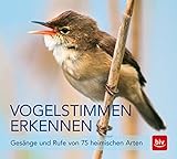 Vogelstimmen erkennen / CD: Gesänge und Rufe von 75 heimischen Arten (BLV Vögel)