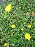 Hieracium pilosella - Kleines Habichtskraut Verpackungseinheit 10