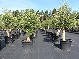 Olivenbaum 200-230 cm, 50 Jahre alt, Stammumfang 40-50 cm winterharte Olive, Olea europaea