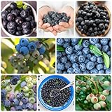 400 Pcs Blaubeeren Samen, Gartenpflanzen Winterhart Mehrjährig Heidelbeeren Samen - Vaccinium - Exotische Pflanzen Winterhart Nachhaltige Geschenke Gewächshaus Balkon Säulenobstbäume