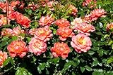 Rosa Fellowship C7 Kletterrose - Duftend, Winterhart & Blütenreich, Ideal für Gärten und Terrassen, Pflegeleicht