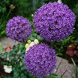 200 pcs Zierlauch Zwiebeln Winterhart MehrjäHrig (Allium Giganteum) Allium Riesenlauch Samen Gartenpflanzen Winterhart Pflanzen Winterhart Pflanzen Winterhart DraußEn Hardy Garden