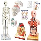 Anatomie Modell Torso Skelett Herz halbe Größe Schädel mit Gehirn-Modelle-Beste Anatomie Modell Bundle Set von 4 Hands-on 3D Modell Study Tools für Medizinstudenten, Bildungs-Kit für Kinder