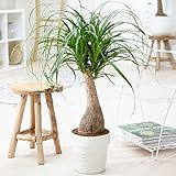 Gardener's Dream Elefantenfuß Indoor Palme - Große Zimmerpflanze, Tropisch, Immergrüne Zimmerpflanzen, Groß & echt, Pflanzen, Palmen-Pflanze für Zimmer, Büro usw. (30-40 cm)