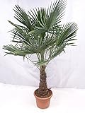 XXL Winterharte Palme XXL Stamm 40-50 cm - Trachycarpus fortunei 'Chinesische Hanfpalme' 160-170 cm