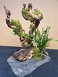 Wasserpflanzen Tropica 1 Wurzel für Aquarium Garnelenbäumchen Moorwurzel Aquarium Wurzel Bonsai ca.20 cm Mangrove (Mopani) bepflanzt auf Schiefer Wurzel mit Wasserpflanzen (versch.) Abbildung ähnlich