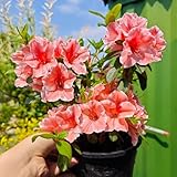 100 pcs rhododendron pflanze samen, blumenwiese mehrjährig, gartenpflanzen azalee samen - Rhododendron simsii - blumen für balkon, bio saatgut schattenpflanzen winterhart, pflanzen