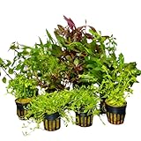 Aquariumpflanzen-Set, 5 Töpfe, gemicht für Vorder-, Mittel-, und Hintergrund, Wasserpflanzen Set