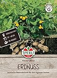 Sperli 80686, Erdnuss Jimmy's Pride, exotische Besonderheit für den eigenen Garten, Kübelgeeignet, Portionssaatgut