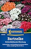 Kiepenkerl Bartnelkensamen Einfachblühende Mischung 1016150 - Blumensamen Mischung für eine duftende Beet- und Schnittblume mit Inhalt für 60 Pflanzen - Saatgut