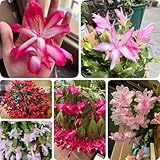 400 pcs Weihnachtskaktus Pflanze Samen gewächshaus balkon blumensamen bienenwiese Schlumbergera truncata - bienenweide saatgut blumensamen geschenk balkonpflanzen winterhart zimmerbonsai