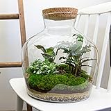 Flaschengarten • Fat Joe • Ökosystem mit Pflanzen im Glas • ↑ 30 cm - DIY - Terrarium Komplett Set - Pflanzenterrarium - urbanjngl | Terrarium package