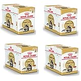 Royal Canin Maine Coon Adult | 4er Pack | 4 x 12 x 85 g | Nassfutter für Katzen | Speziell auf die Bedürfnisse von Maine Coon Katzen abgestimmt | Angepasster Energiegehalt