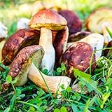 steinpilz samen, pilz samen alte sorten saatgut kräuterbeet garten alte gemüsesorten samen kräutergarten garten pflanzen kräuter fensterbank geschenke für gartenfreunde bodendecker 600pcs