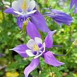 120 Pcs Akelei Samen Mehrjährig - Aquilegia Columbine - Gartenpflanzen Winterhart Mehrjährig Akelei Pflanze Winterhart Samen, Baumsamen Bäume Garten Winterhart, Schnittblumen Samen